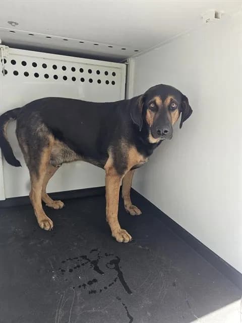 Unnamed - German Shepherd Dog