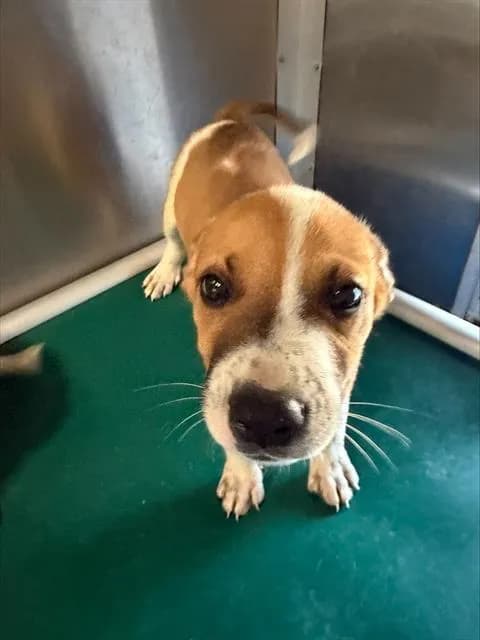 Unnamed - Australian Cattle Dog mix