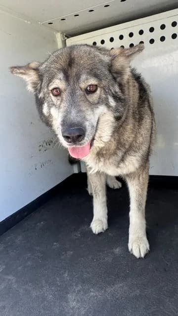 Unnamed - Alaskan Malamute