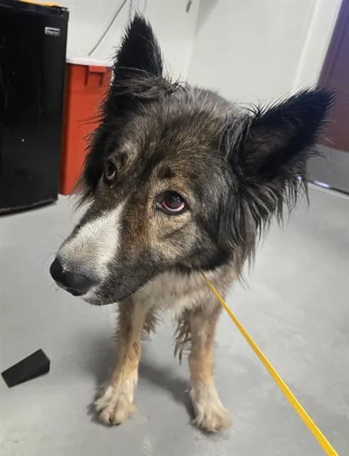 Unnamed - Alaskan Malamute