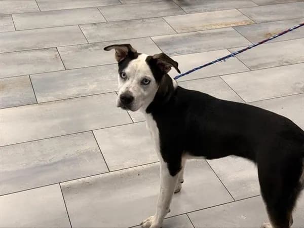 Unnamed - Breed information is not provided by this shelter