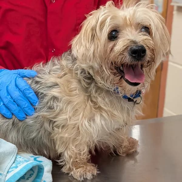 Spencer - Terrier, Yorkshire, Yorkie / Mixed Breed (Small)