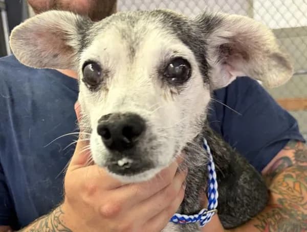Twiggy - Mixed Breed