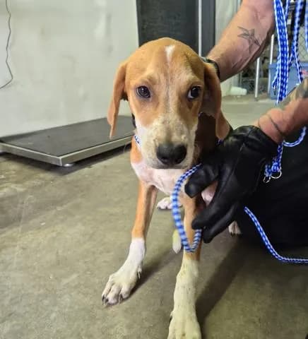Marco - Mixed Breed