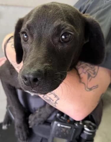 Magellan - Mixed Breed