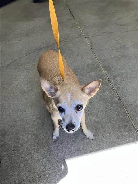 Bingo - Chihuahua - Smooth Coated