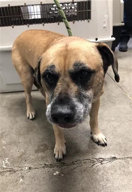 Champ - German Shepherd Dog and Pit Bull Terrier