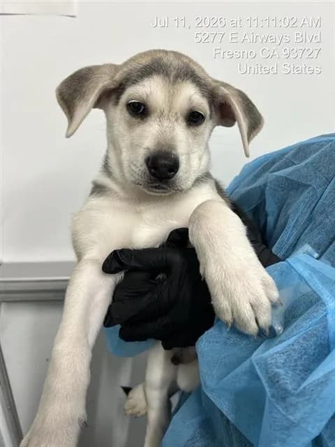 Willow* - Alaskan Husky mix