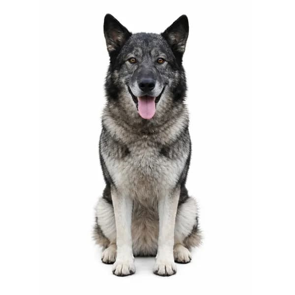 Togo - Shepherd, German / Mixed Breed (Large)