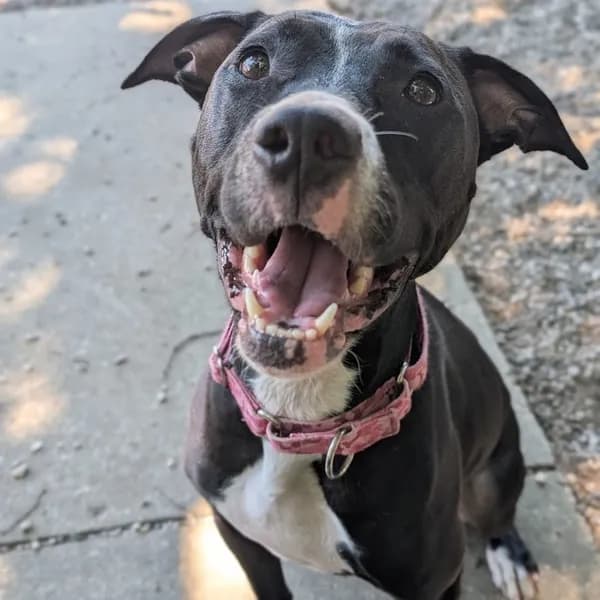 Lola - Mixed Breed (Medium)