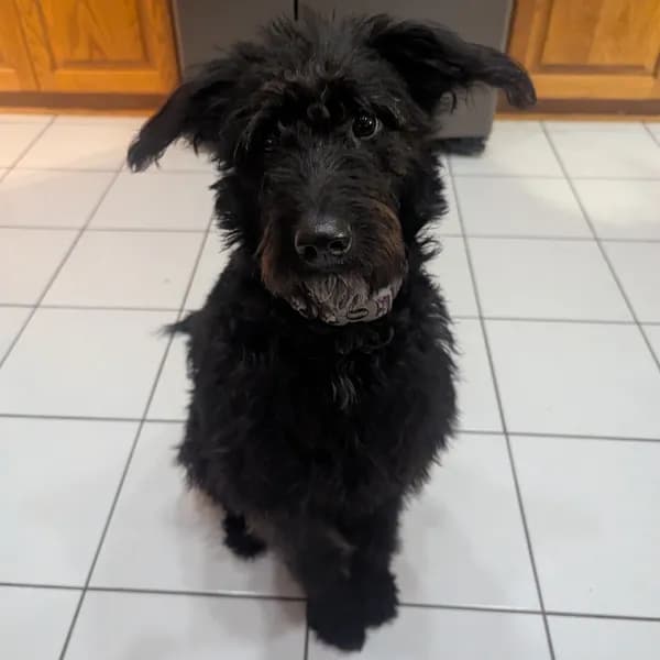 Maya - Mixed Breed (Medium)