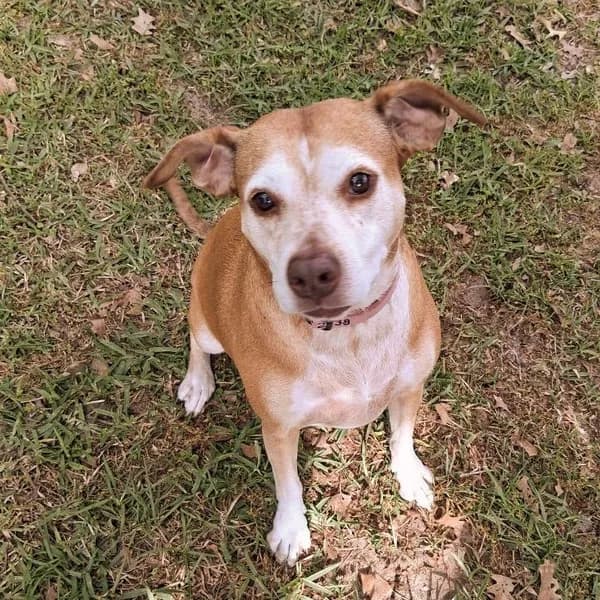 Lily - Hound / Mix