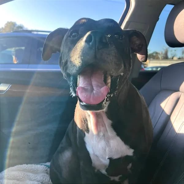 Frank - Boxer / Mixed Breed (Medium)
