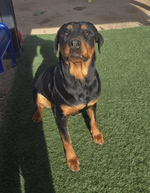 Meeka - Rottweiler