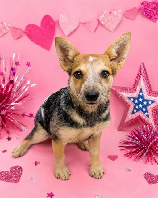 Jessie - Queensland Heeler