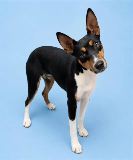 Bone Jovi - Rat Terrier mix