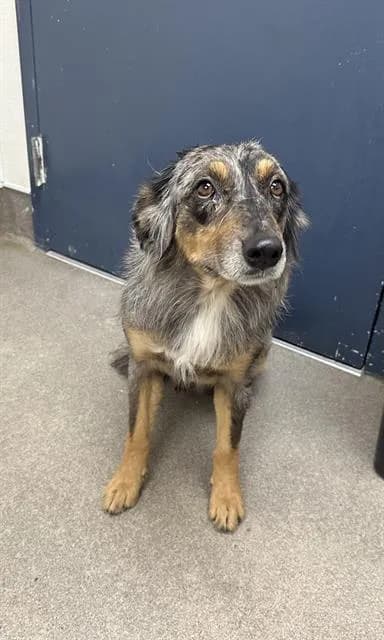 Unnamed - Australian Shepherd