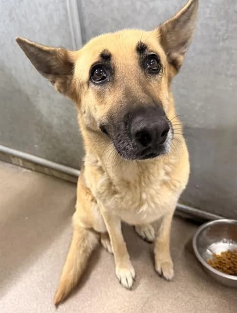 Hallie Kallie - German Shepherd Dog