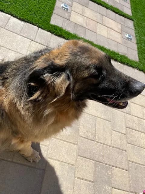 Unnamed - German Shepherd Dog
