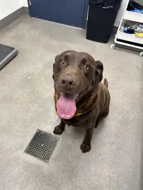 Unnamed - Labrador Retriever