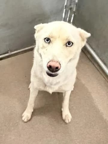 Cheesecake - Siberian Husky