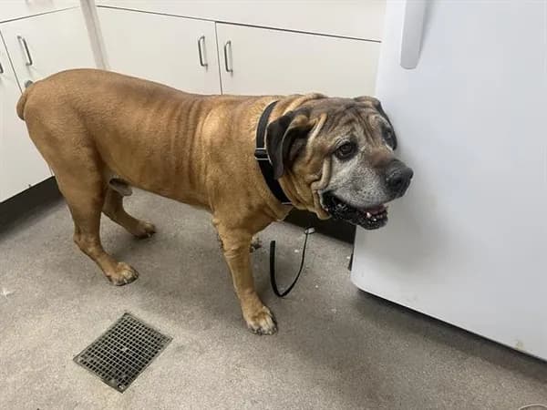 Louie - Cane Corso mix
