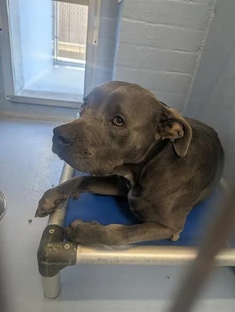 Nesquik - Pit Bull Terrier