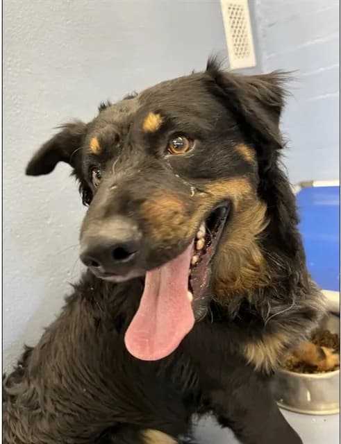 Franky - Australian Cattle Dog