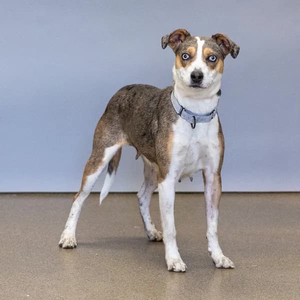Harper - Shepherd, Australian / Mixed Breed (Large)
