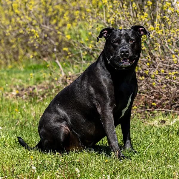 Oliver Todd - Retriever, Black Labrador