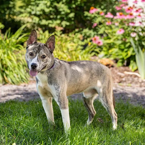 Bing - Akita / Husky