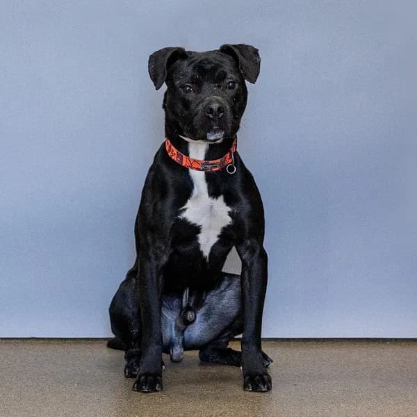 Nano - Terrier, American Pit Bull