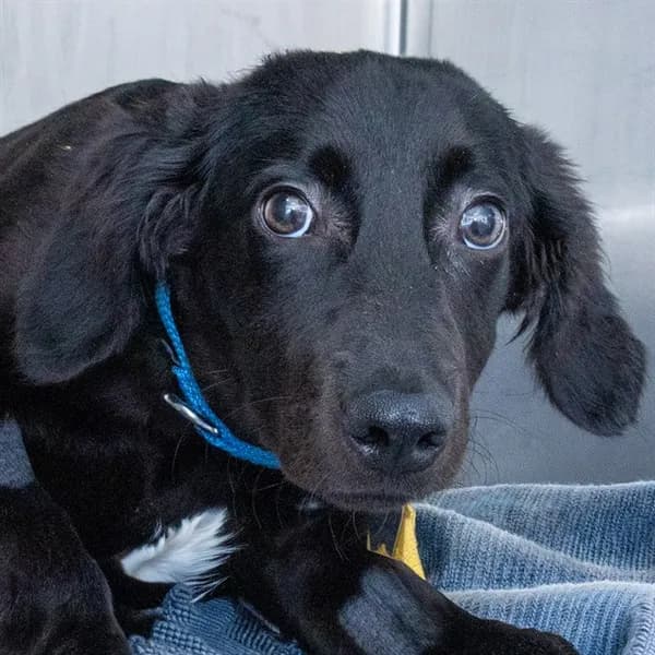 Willow - Labrador Retriever mix