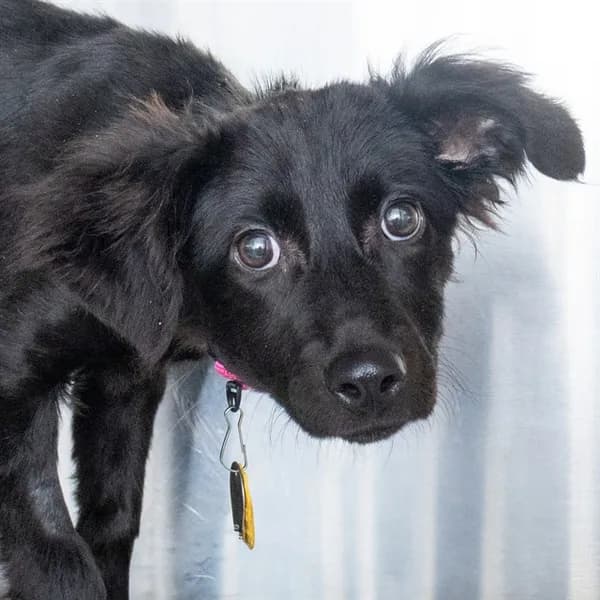 Wyn - Labrador Retriever mix
