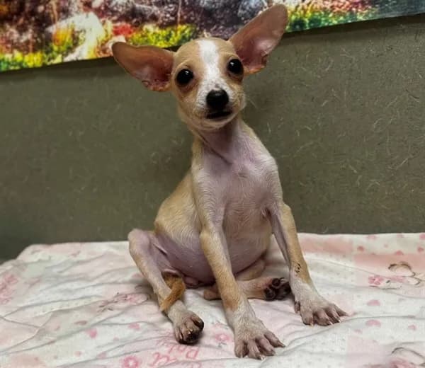 Lucy - Chihuahua - Smooth Coated mix