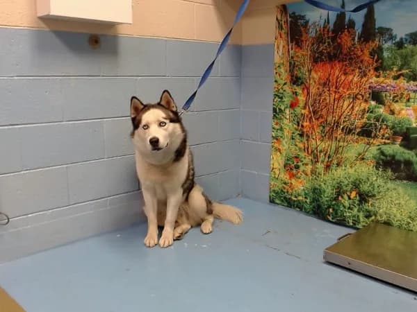 Blue - Siberian Husky mix