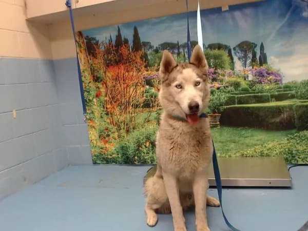 Unnamed - Siberian Husky