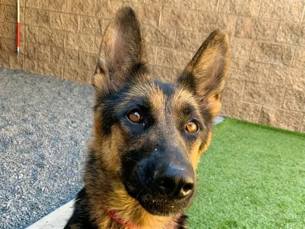 Mirabell - German Shepherd Dog mix