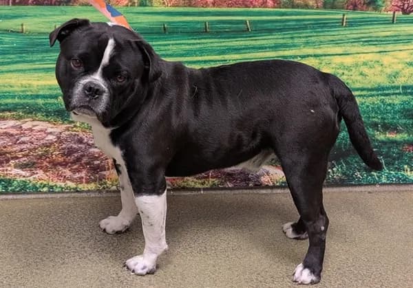 Unnamed - Pit Bull Terrier mix