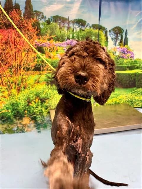 Unnamed - Poodle - Standard mix