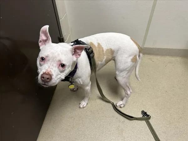 Bee - Pit Bull Terrier mix