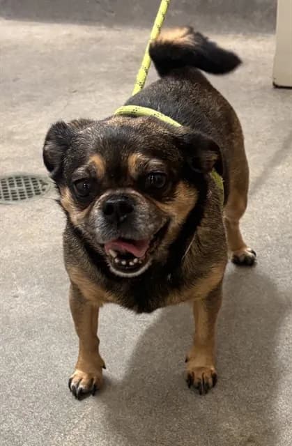 Dutchess - Pug