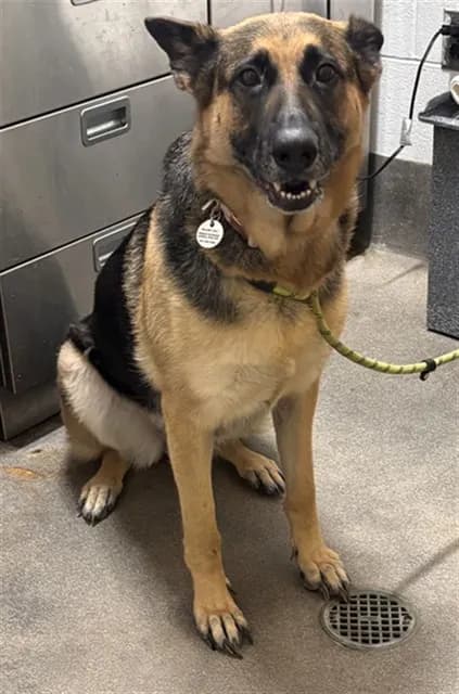 Ariah - German Shepherd Dog