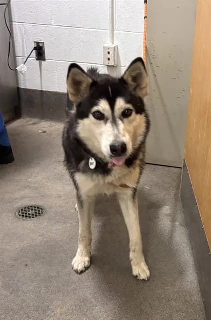 Layla - Siberian Husky