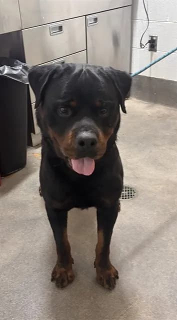 Brutis - Rottweiler