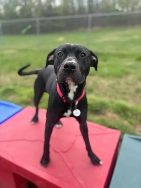 Shadow - Labrador Retriever mix