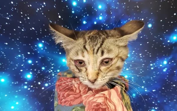 Rosebud* - Oriental Shorthair