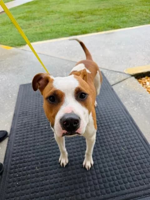Buzz - Cur mix