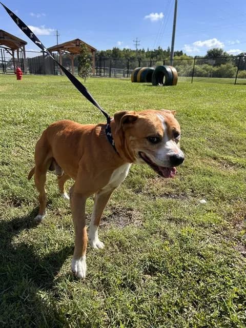 Riker - Bulldog mix