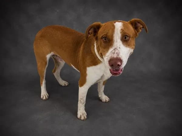 Johnny - Bulldog mix